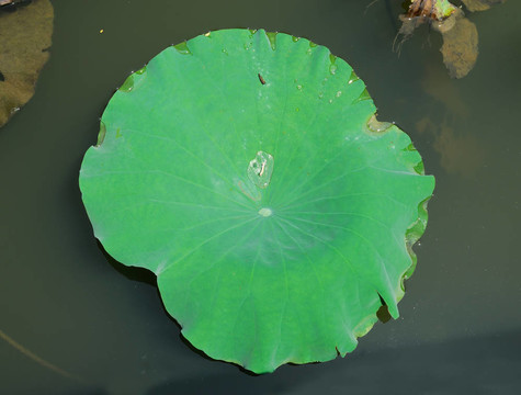 蓮花