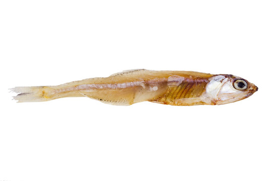 干魚