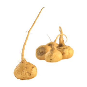 秘魯人參（Sp. Maca；經(jīng)緯度瑪咖）是廣泛應(yīng)用于秘魯?shù)母鞣N保健作用和營養(yǎng)價(jià)值高（隔離）（選擇性聚