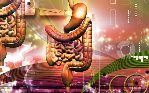 人類的消化系統(tǒng)