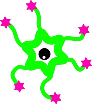 星胚