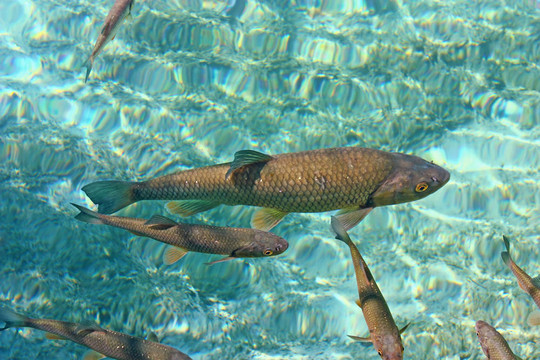 大鱒魚