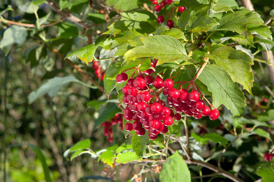 紅莓