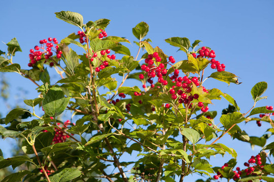 紅莓