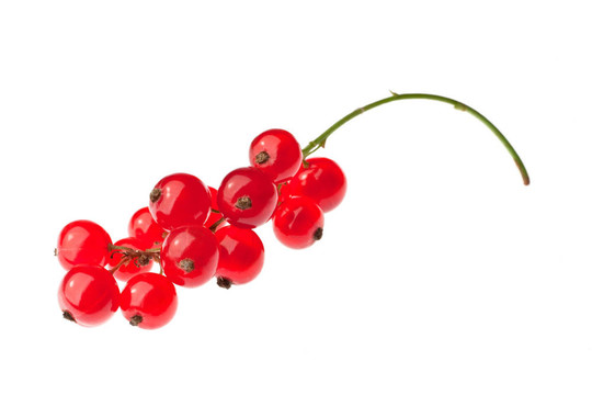 紅醋栗