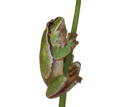 歐洲樹(shù)蛙；Hyla梓
