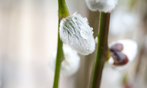 在雨中的Catkin