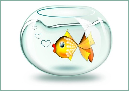 魚金