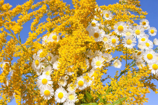 在蓝色的天空背景willowweeds和camomiles花束
