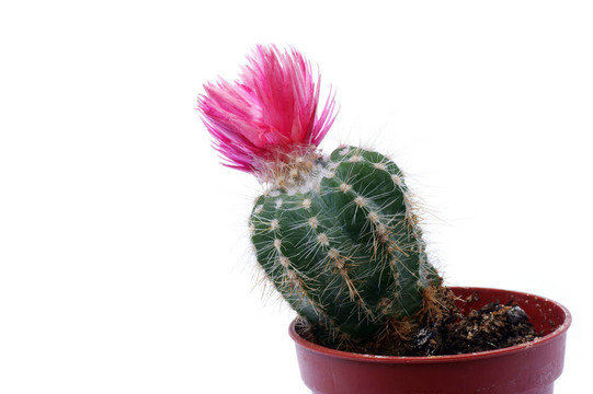 仙人掌花