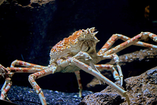 紅王蟹；Alaskan King Crab