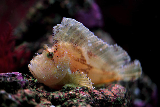 葉蝎子魚