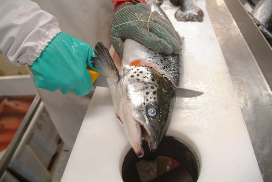 鮭魚(yú)切片