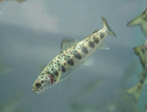 小鮭魚(yú)游