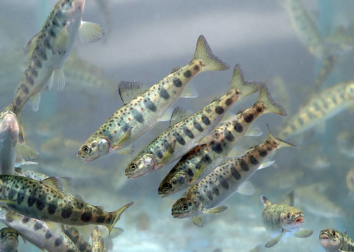 小鮭魚游