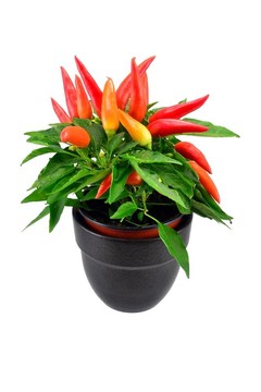 盆栽辣椒植物