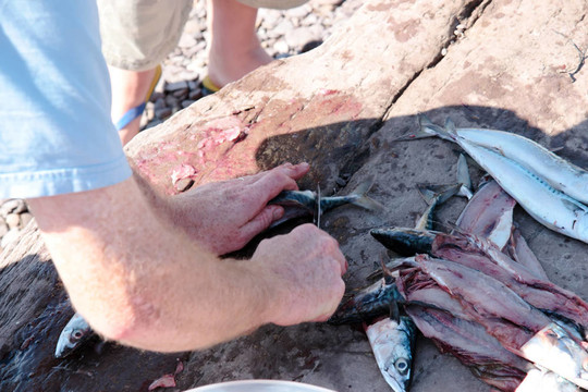 漁民捕獲的新鮮鯖魚魚片