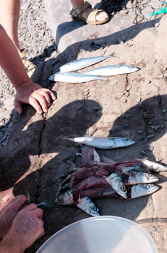 漁夫捕捉鯖魚(yú)魚(yú)片
