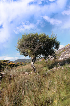 強(qiáng)孤立山地