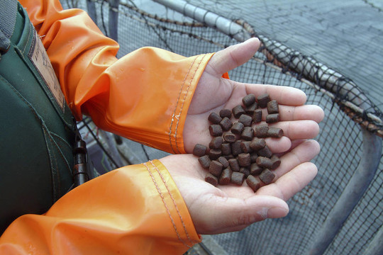 鮭魚飼料