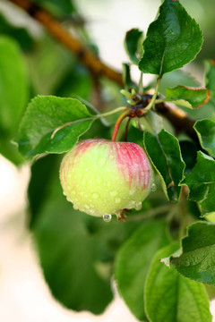 蘋(píng)果樹(shù)