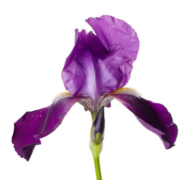 鳶尾花