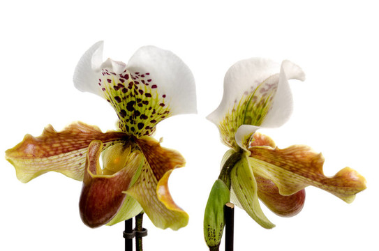 靠近蘭（Paphiopedilum Maudiae）