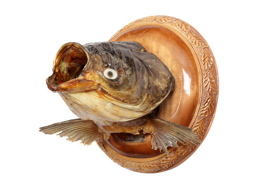 鰱魚