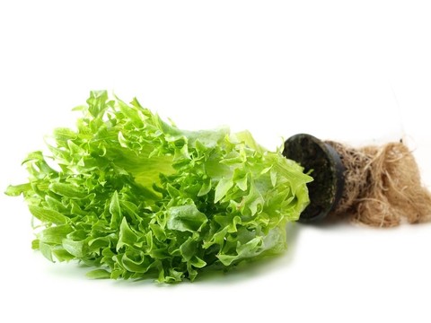 生菜