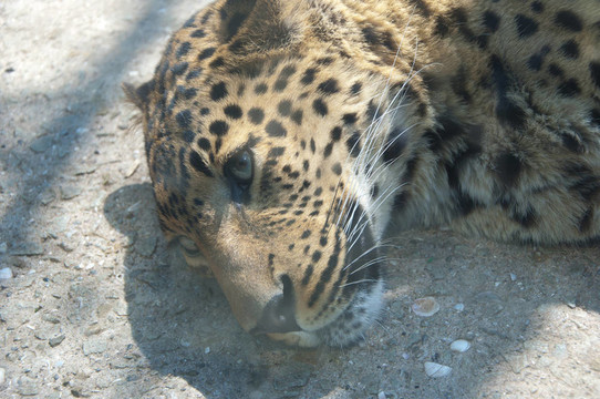 獵豹