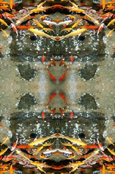 魚6