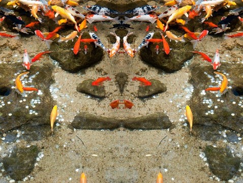 魚8