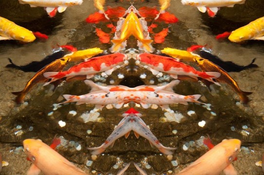 魚2