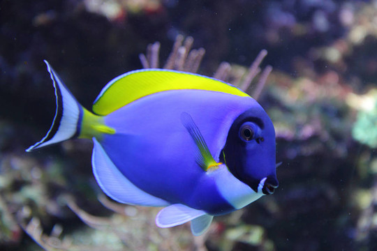奇異的藍(lán)色的魚(yú)