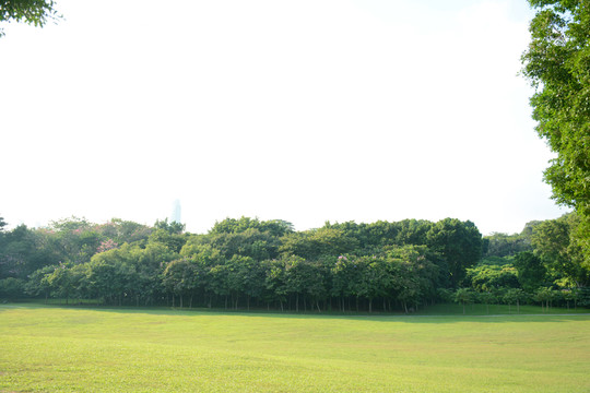 陽(yáng)光草地