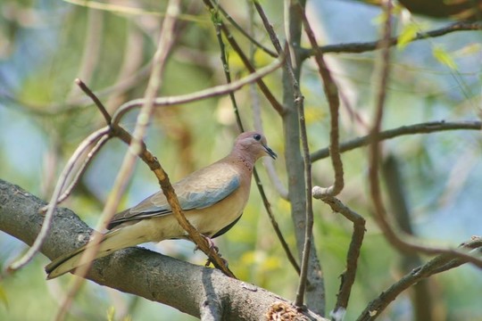 斑鳩