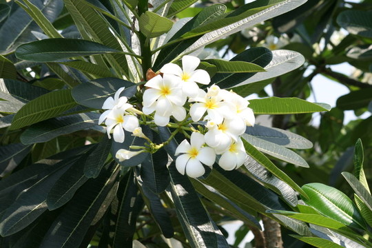 泰國(guó)的雞蛋花。