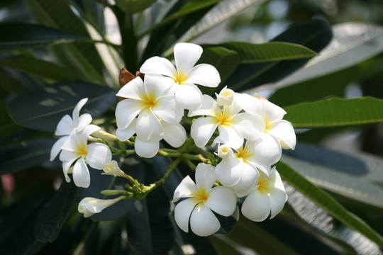 泰國的雞蛋花。