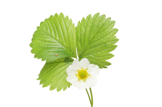 Strawberry flower和葉