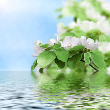 美麗的桃花倒映在水中