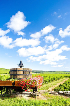 Cote de Beaune Pommard附近的葡萄園；勃艮第產區(qū)；法國