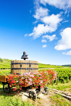 Cote de Beaune Pommard附近的葡萄園；勃艮第產(chǎn)區(qū)；法國