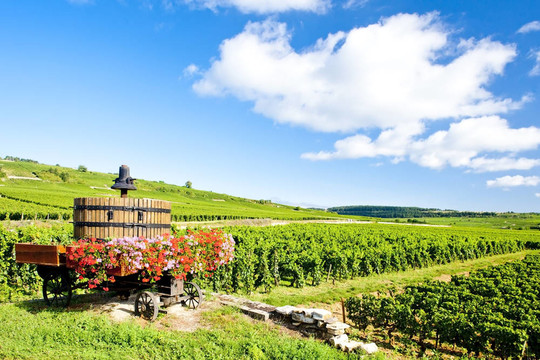 Cote de Beaune Pommard附近的葡萄園；勃艮第產(chǎn)區(qū)；法國