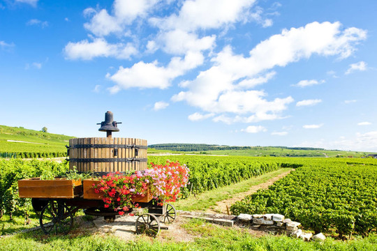 Cote de Beaune Pommard附近的葡萄園；勃艮第產(chǎn)區(qū)；法國