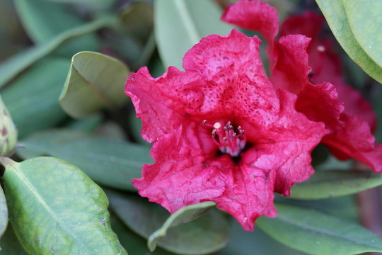 杜鵑花