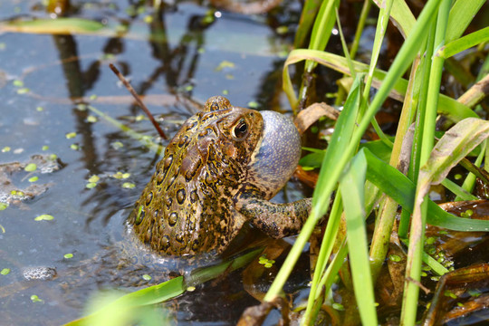 美國(guó)蟾蜍（Bufo americanus）