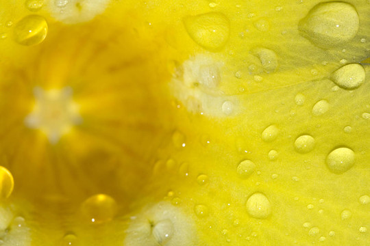 雨中的花瓣