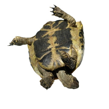 赫爾曼的龜龜分離