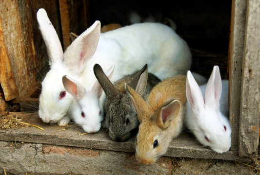 Bunny Rabbits的家人