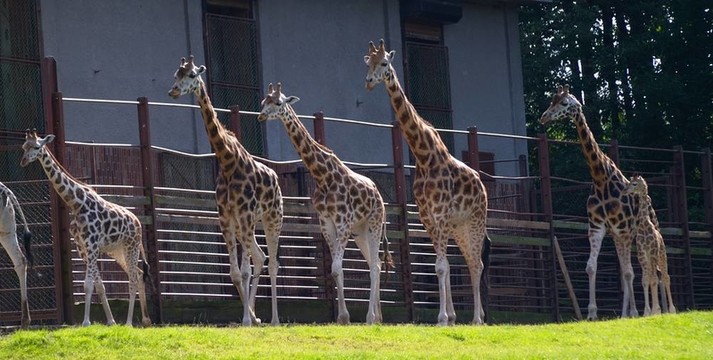 在動物園的長頸鹿群
